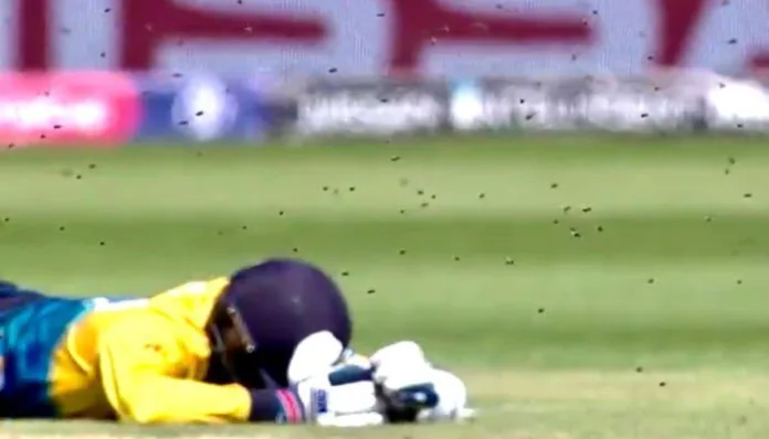 A Swarm of Bees Attacked the Ground During the Game SL vs SA